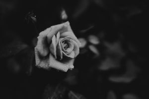 brittani-burns-jYLADbWBc8M-unsplash
